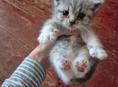 Котята ищут дом