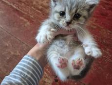 Котята ищут дом