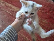 Котята ищут дом