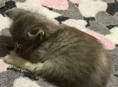 Котенок 