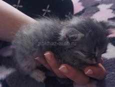 Котенок 