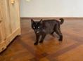 Котята, пол не разглядывал