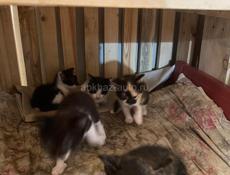 Котята, пол не разглядывал