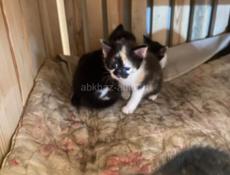 Котята, пол не разглядывал