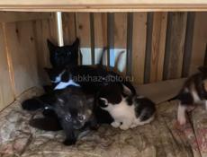 Котята, пол не разглядывал