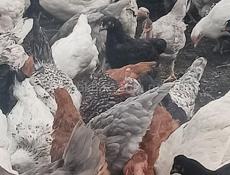Продаются цыплята 3х месячные
