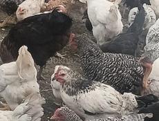 Продаются цыплята 3х месячные
