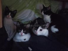 Котята 