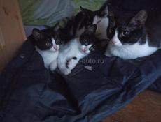Котята 