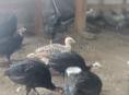 Продам индюшат 2 месяца 