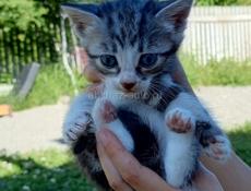 Кошечка в добрые руки.