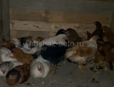 Курицы 