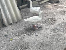 Продаю гуси, куры, петухи