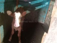 Продается Тёлочка 