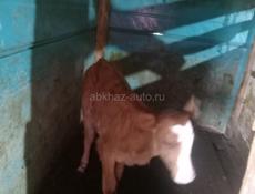 Продается Тёлочка 
