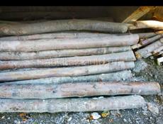 Продам колышки большие по 60руб (акация) 55 шт