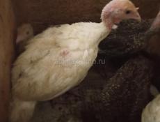 Продаются индюшата