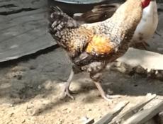 Куры крупных