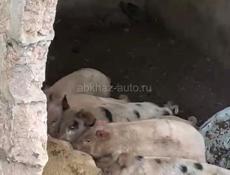 Продаю парасят , вес от 10 кг до 11кг 