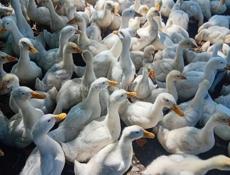 Продаются гуси и утки все по телефону