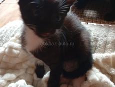 Дарю котят.