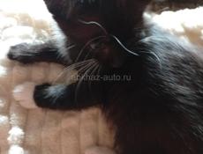 Дарю котят.