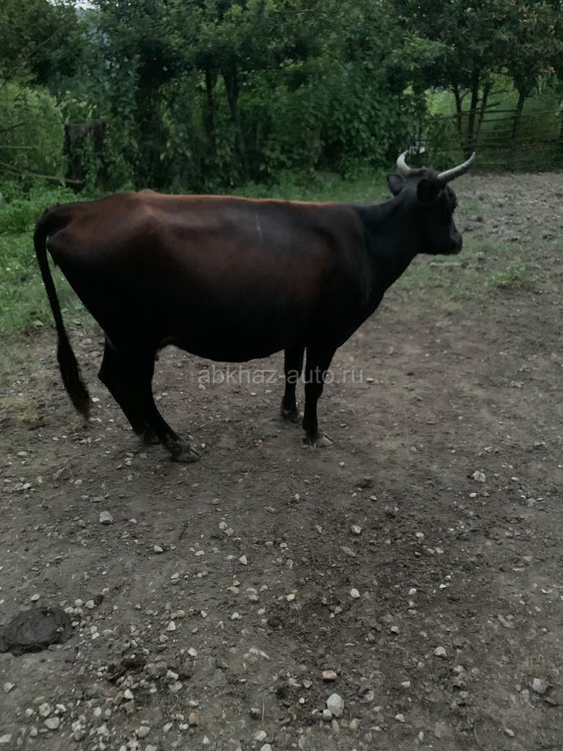 Карова 