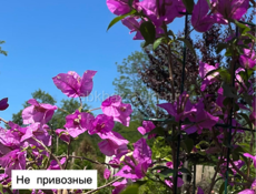 БУГЕНВИЛЛИИ из местной цветочной фермы