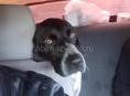 Потерялась собака в сторону  бедях  возможно кто то держить