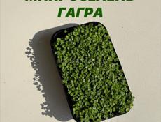 Микрозелень