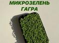Микрозелень 