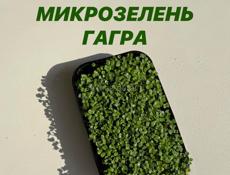 Микрозелень 