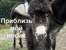 продаю 11 айфон на разбор 