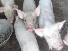 Продаются поросята р. Очамчира с. Акуаска все по телефону 