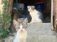 Отдадим котят в добрые руки 