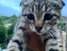 Отдадим котят в добрые руки