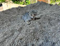 Отдадим котят в добрые руки