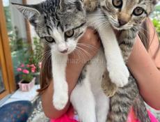 Отдадим котят в добрые руки