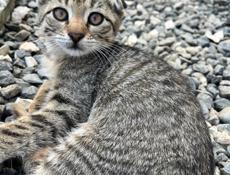 Отдадим котят в добрые руки