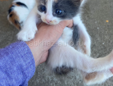 Срочно 