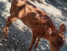 Продаётся 