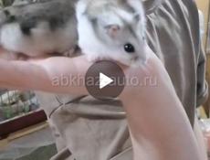 Джунгарики