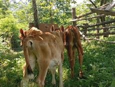 Бычки и телки по 4 месяца сами пасутса без малака и корма цина за каждава