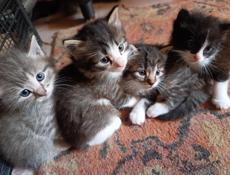 Котятки в добрые руки❗️