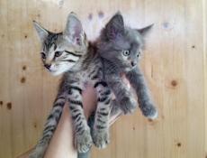 Котята