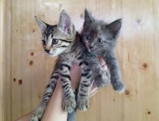 Котята