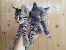 Котята