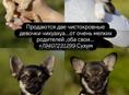 СРОЧНО! ПРОДАЮТСЯ ЩЕНОЧКИ ЧИХУАХУА 