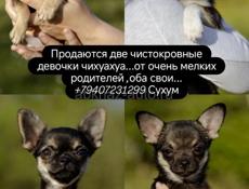 СРОЧНО! ПРОДАЮТСЯ ЩЕНОЧКИ ЧИХУАХУА 