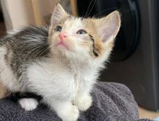 Котенок на счастье🐾